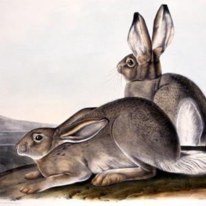 19th-century scientific illustration of two Audubon-Bachman hares