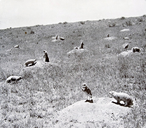 Prairie Dogs - Discover Lewis & Clark