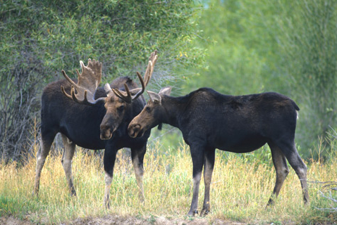 Moose - Discover Lewis & Clark