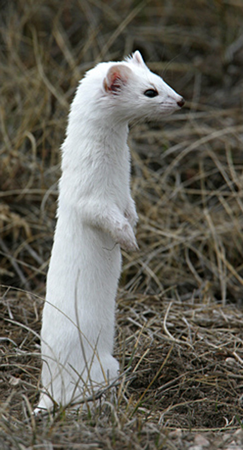 Long-tailed Weasels - Discover Lewis & Clark