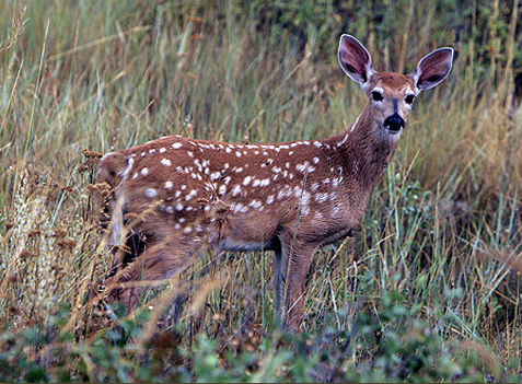 Captive White-Tailed Deer Fawn Mortality Secondary to Strongyloides sp.  infection in New York State