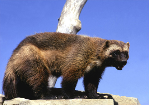 Wolverines - Discover Lewis & Clark