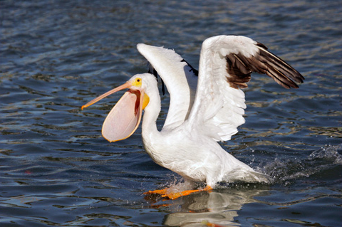 American white pelicans 
