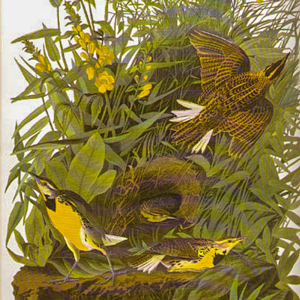 John James Audubon drawing of the Western Meadowlark