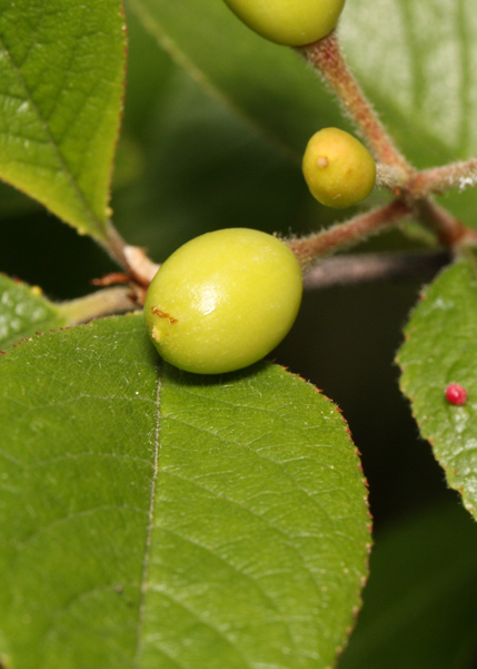 Small green immature berries of the bitter cherry