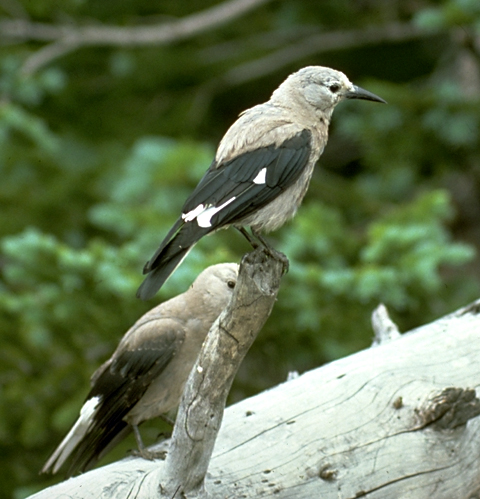 Clark's Nutcracker - Discover Lewis & Clark