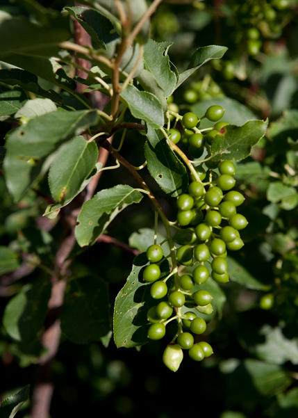 A clump with numerous small, green cherries