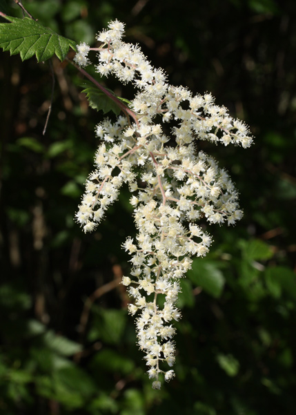spray of white petals hanging from a tall bush