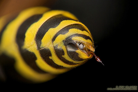 insect_yellow-jacket-stinger.jpg