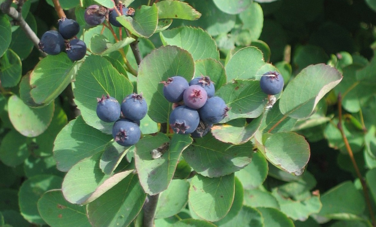 Ripe serviceberries on the bush resemble common blue berries