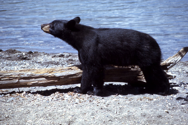 A bear with black fur sniffs along the shore