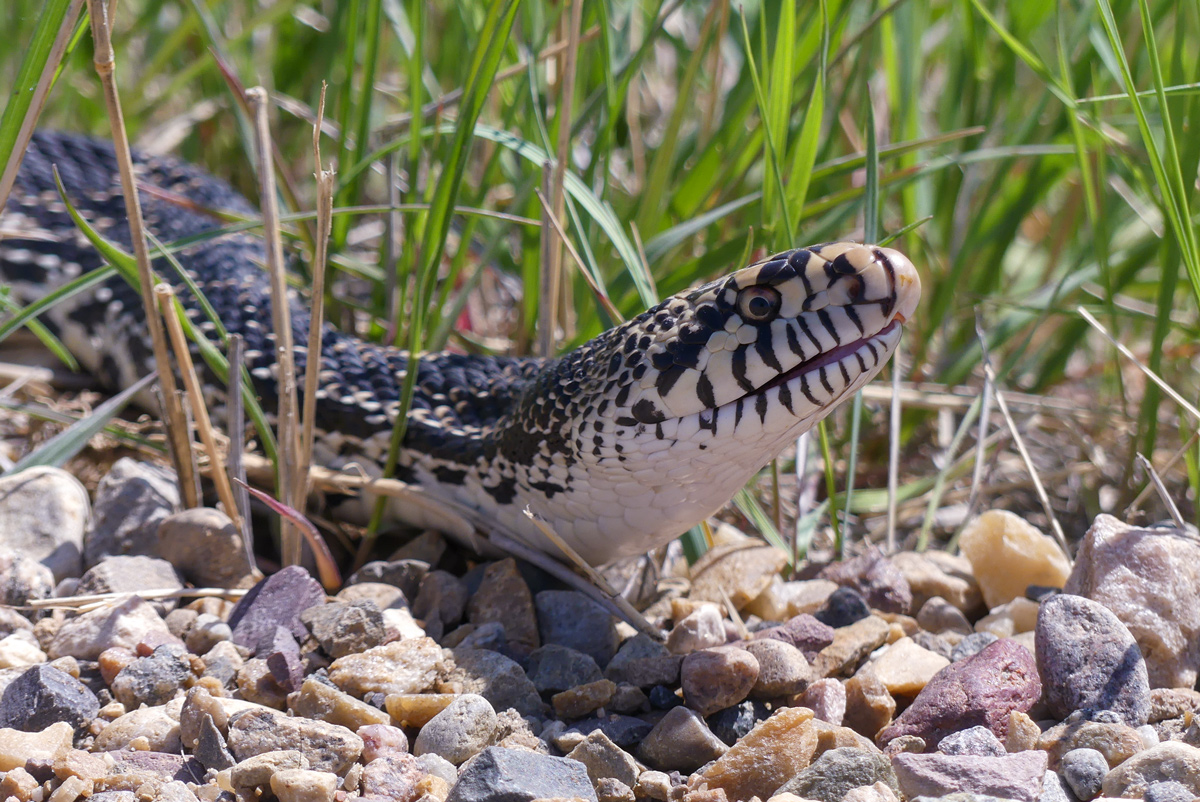 Large, tan and yellow snake