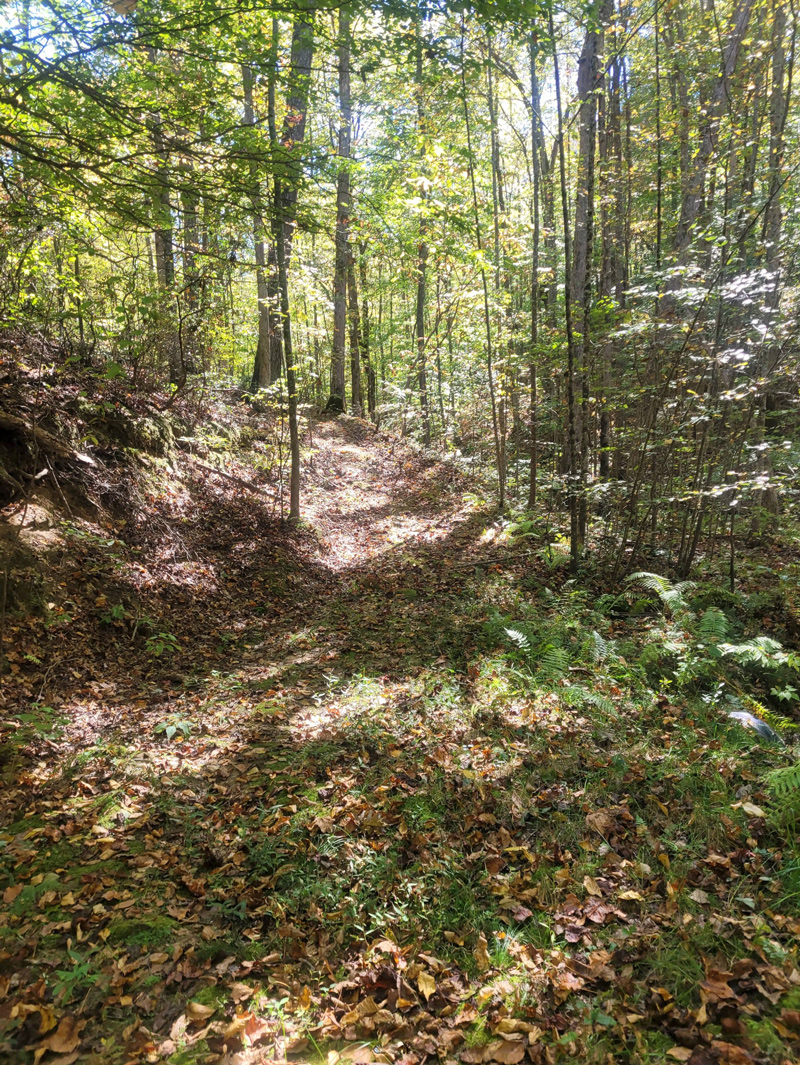 Old wagon road climbing up a shady ridge near Wildcat Battle Monument