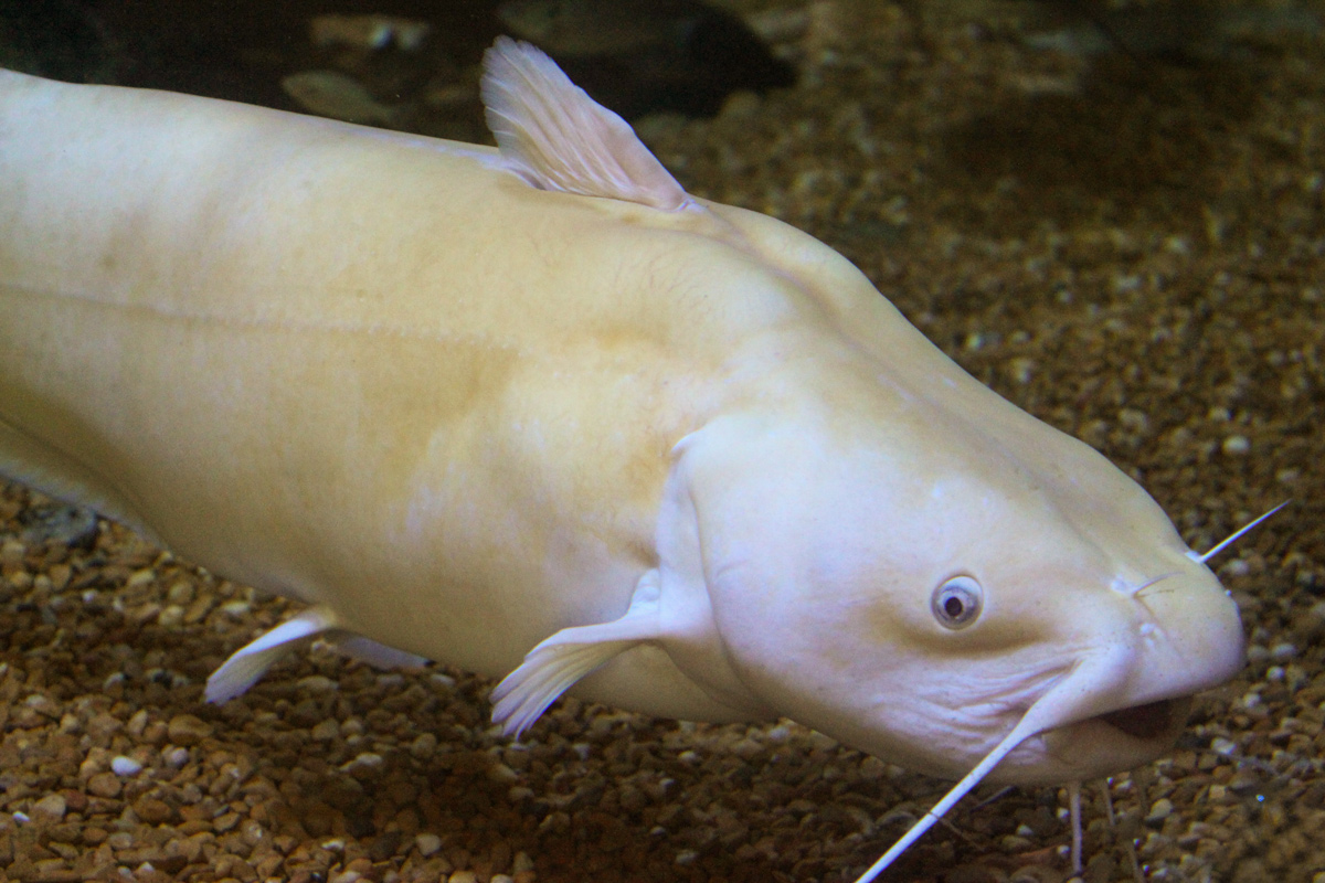 White catfish with large mouth and whiskers