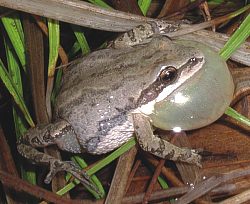 pocket frogs
