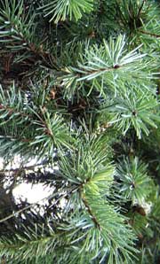 medium-length pine needles