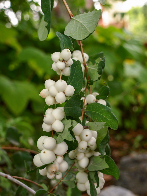 The Snowberry - Discover Lewis & Clark