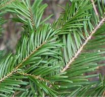 wide green pine needles
