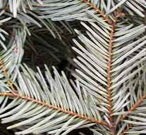 wide pale-green pine needles